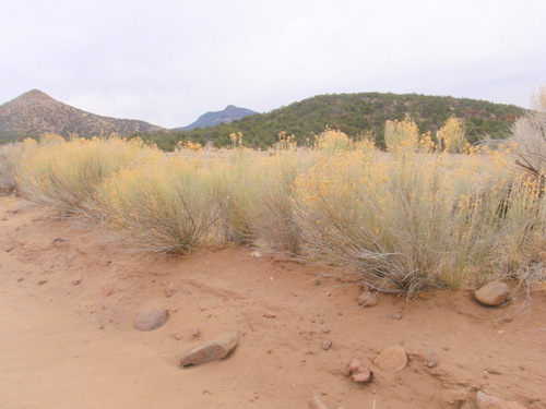 Local terrain and fauna.